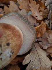 Boletus aereus