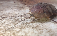 Blaberidae