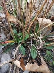 Plantago lanceolata