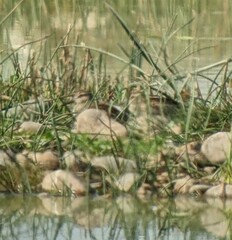 Calidris acuminata
