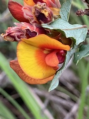 Bossiaea