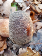 Boletus aereus