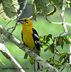 Pheucticus chrysopeplus