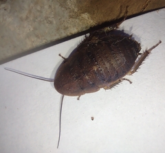 Blaberidae