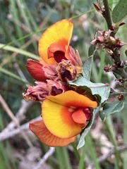 Bossiaea