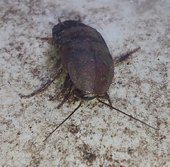 Blaberidae