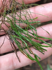 Cochlidium serrulatum