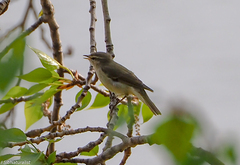 Phylloscopus trochiloides