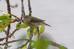 Phylloscopus trochiloides