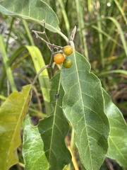 Solanum donianum