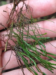 Cochlidium serrulatum