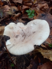 Lepista personata