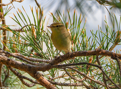 Phylloscopus trochiloides