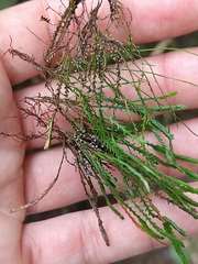 Cochlidium serrulatum