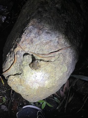 Limnonectes fujianensis