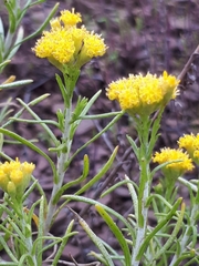 Chrysocephalum apiculatum