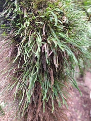 Cochlidium serrulatum