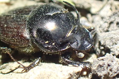 Onthophagus taurus