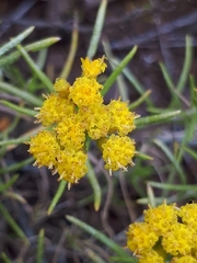 Chrysocephalum apiculatum