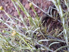 Chrysocephalum apiculatum