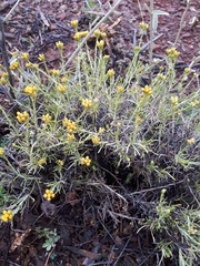 Chrysocephalum apiculatum