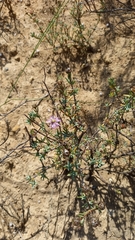 Lampranthus leptaleon