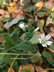 Cerastium davuricum