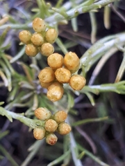 Chrysocephalum apiculatum