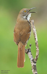 Toxostoma longirostre