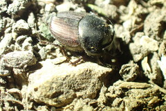 Onthophagus taurus