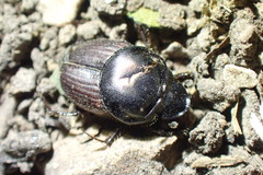 Onthophagus taurus