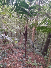 Bactris