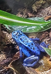 Dendrobates tinctorius