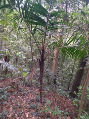 Bactris