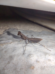 Bantiinae