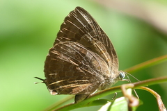Arhopala agaba