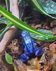 Dendrobates tinctorius