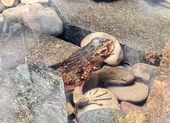 Shinisaurus crocodilurus