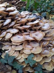 Armillaria mellea