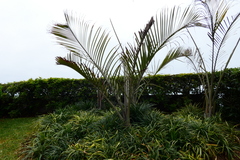Arecaceae