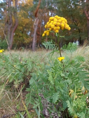 Tanacetum vulgare