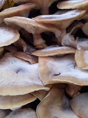 Armillaria mellea