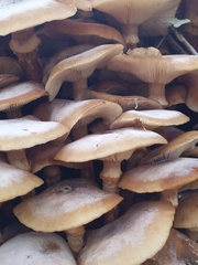 Armillaria mellea