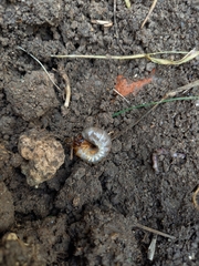 Amphimallon solstitiale