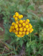 Tanacetum vulgare