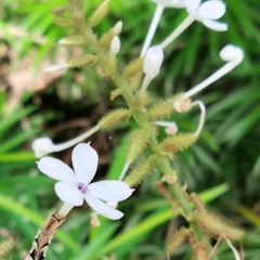 Plumbago zeylanica