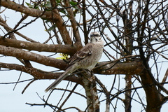Mimus longicaudatus