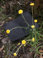 Coronidium scorpioides