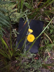 Coronidium scorpioides