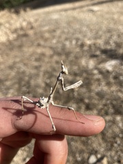 Empusa fasciata